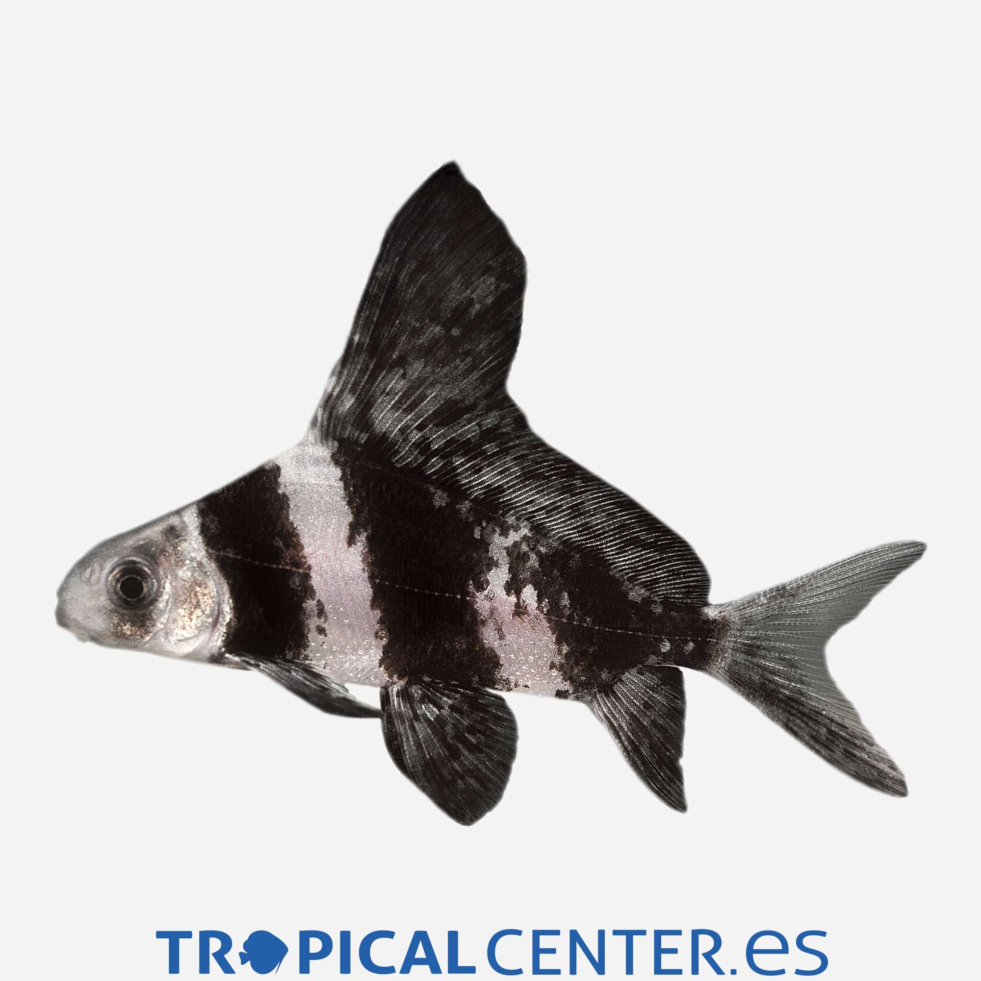 bo24-02-botia-tigre-velo_general_3368.jpg bo24-02-botia-tigre-velo_general_3368.jpg