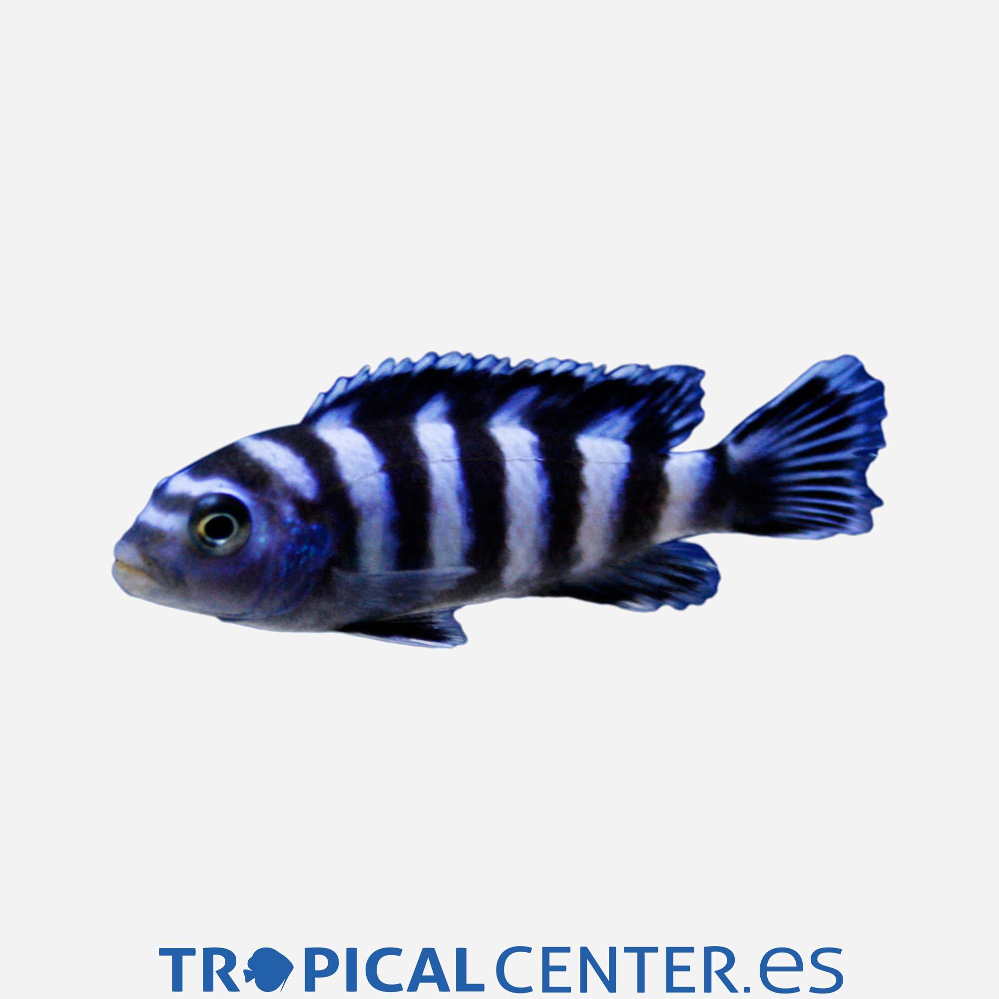 ca42-1-mbuna-demasoni_general_3395.jpg ca42-1-mbuna-demasoni_general_3395.jpg