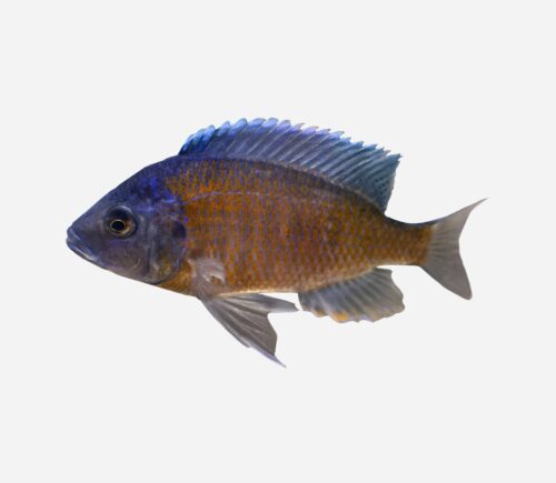 Haplochromis borleyi Cola roja