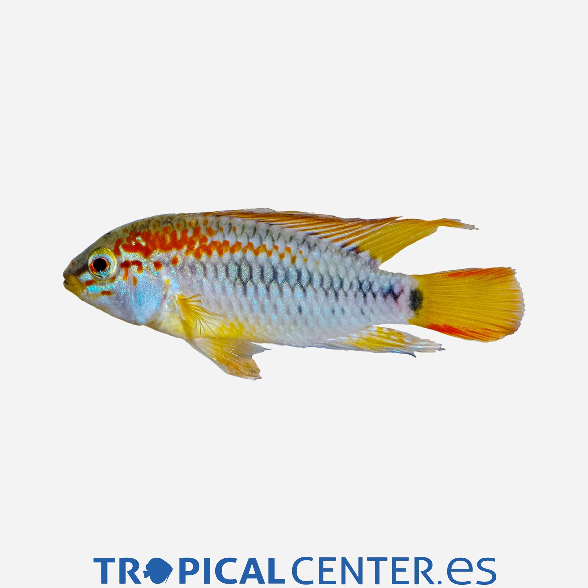 cm05-0-ciclido-enano-viejita-hqf_general_3421.jpg cm05-0-ciclido-enano-viejita-hqf_general_3421.jpg