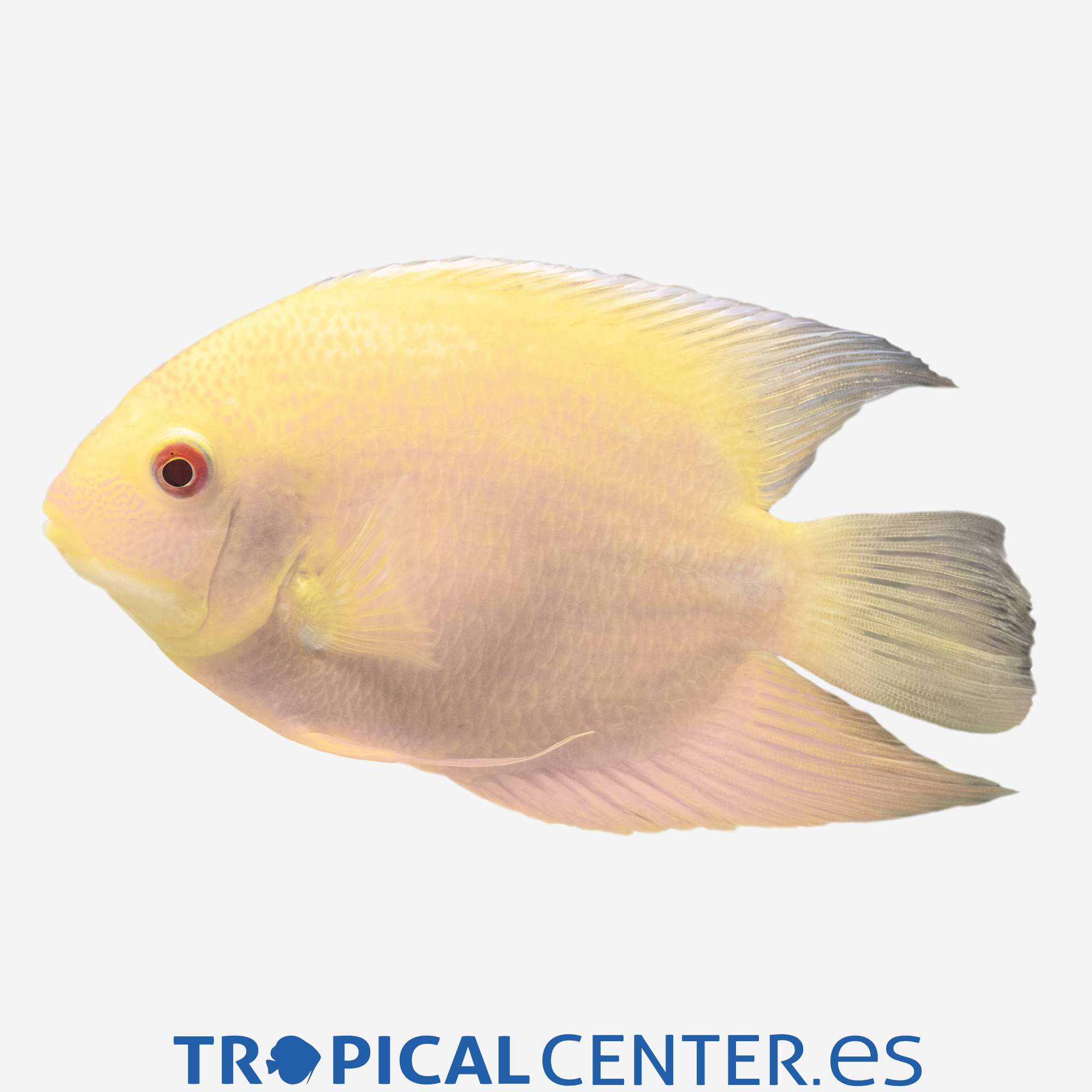 cm106-1-severum-dorado_general_3462.jpg cm106-1-severum-dorado_general_3462.jpg