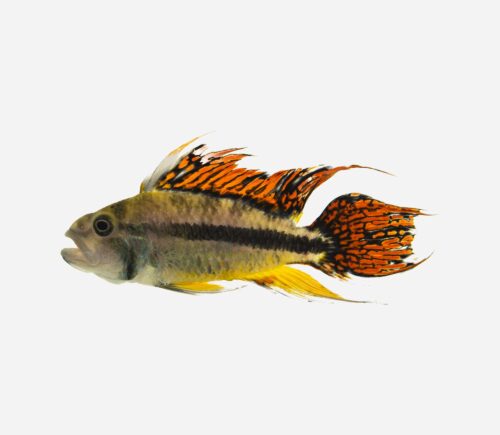 Cíclido enano cacatúa Double red 💎HQF💎