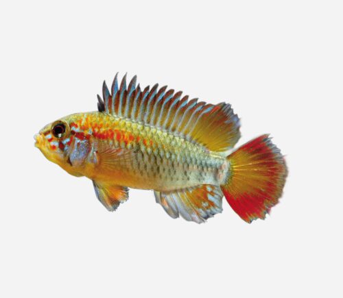 Apistograma de cola roja 💎HQF💎