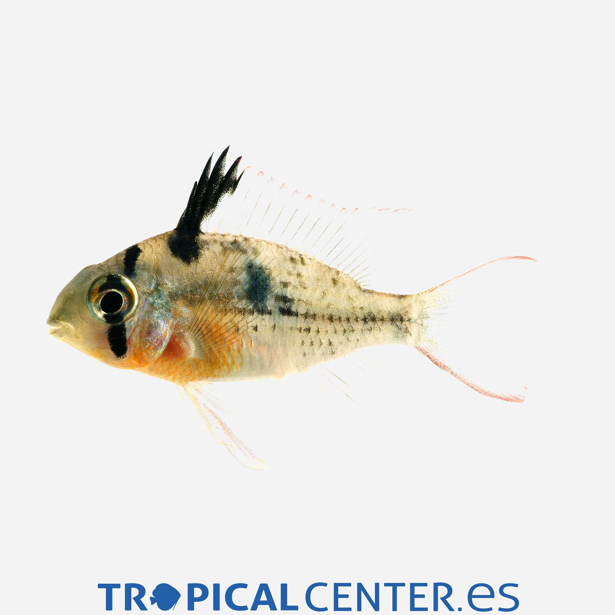 cm83-2-ramirezi-boliviano_general_3444.jpg cm83-2-ramirezi-boliviano_general_3444.jpg