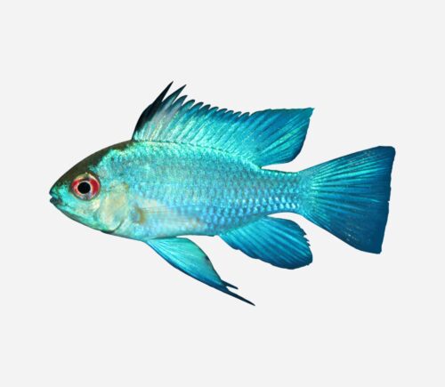 Ramirezi Azul eléctrico