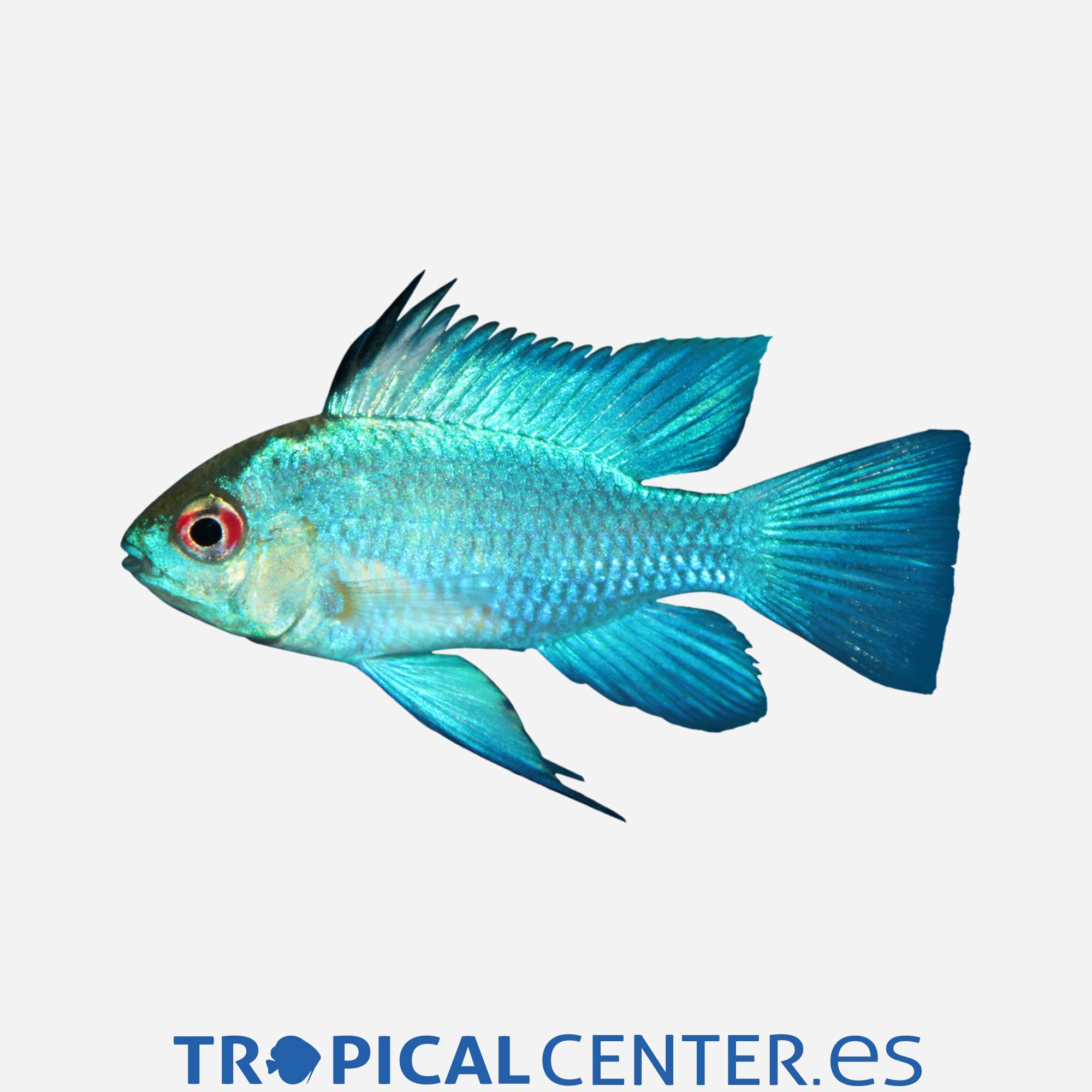 cm85-0-ramirezi-azul-electrico_general_3447.jpg cm85-0-ramirezi-azul-electrico_general_3447.jpg