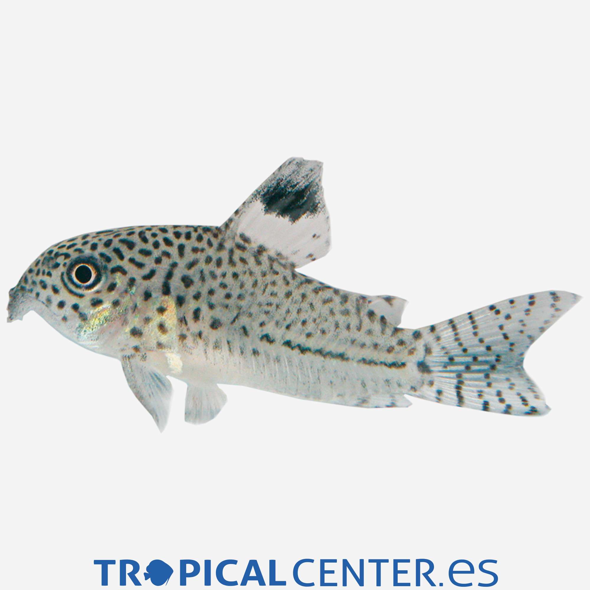 co15-2-coridora-leopardo_general_3476.jpg co15-2-coridora-leopardo_general_3476.jpg