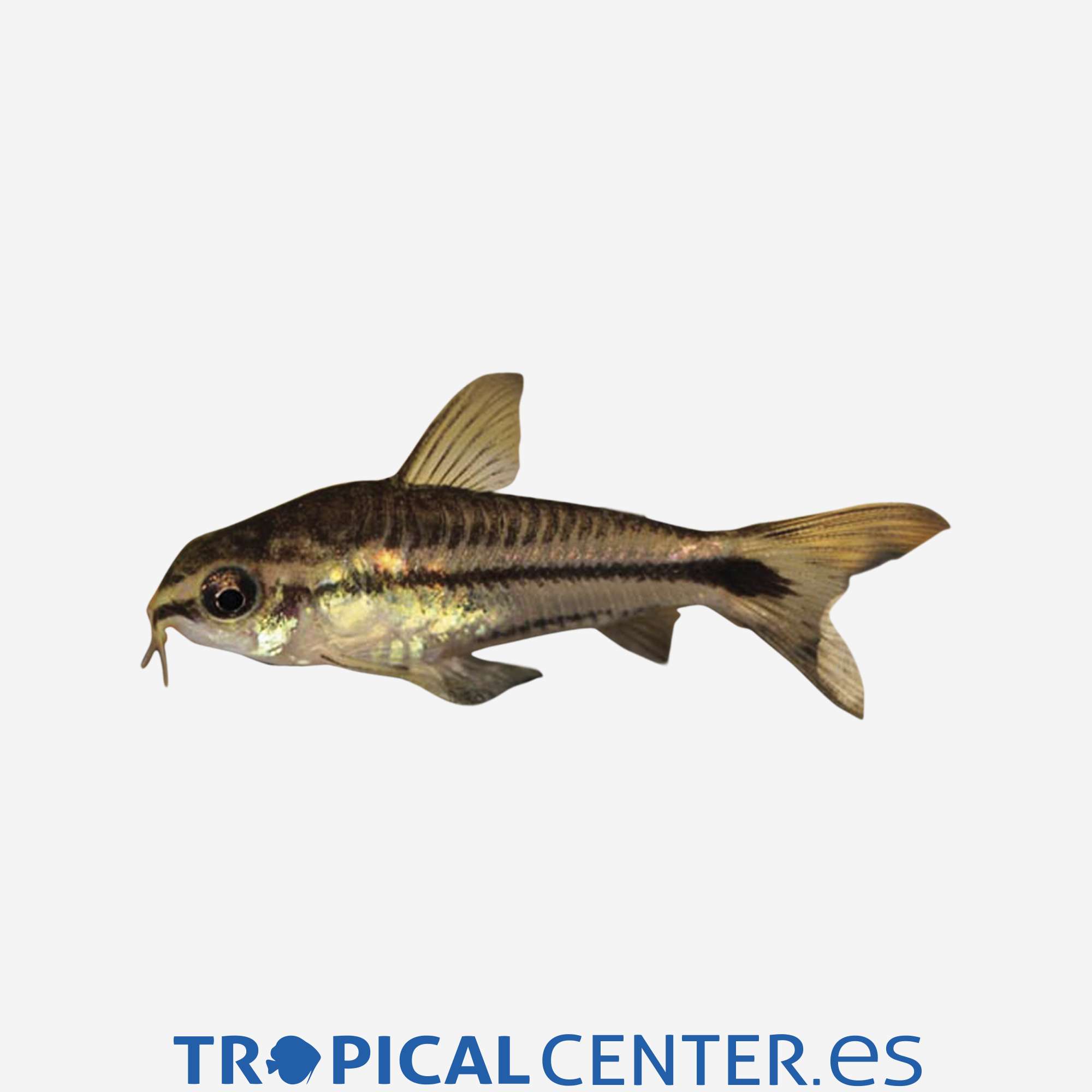 co21-0-coridora-pigmea_general_3479.jpg co21-0-coridora-pigmea_general_3479.jpg