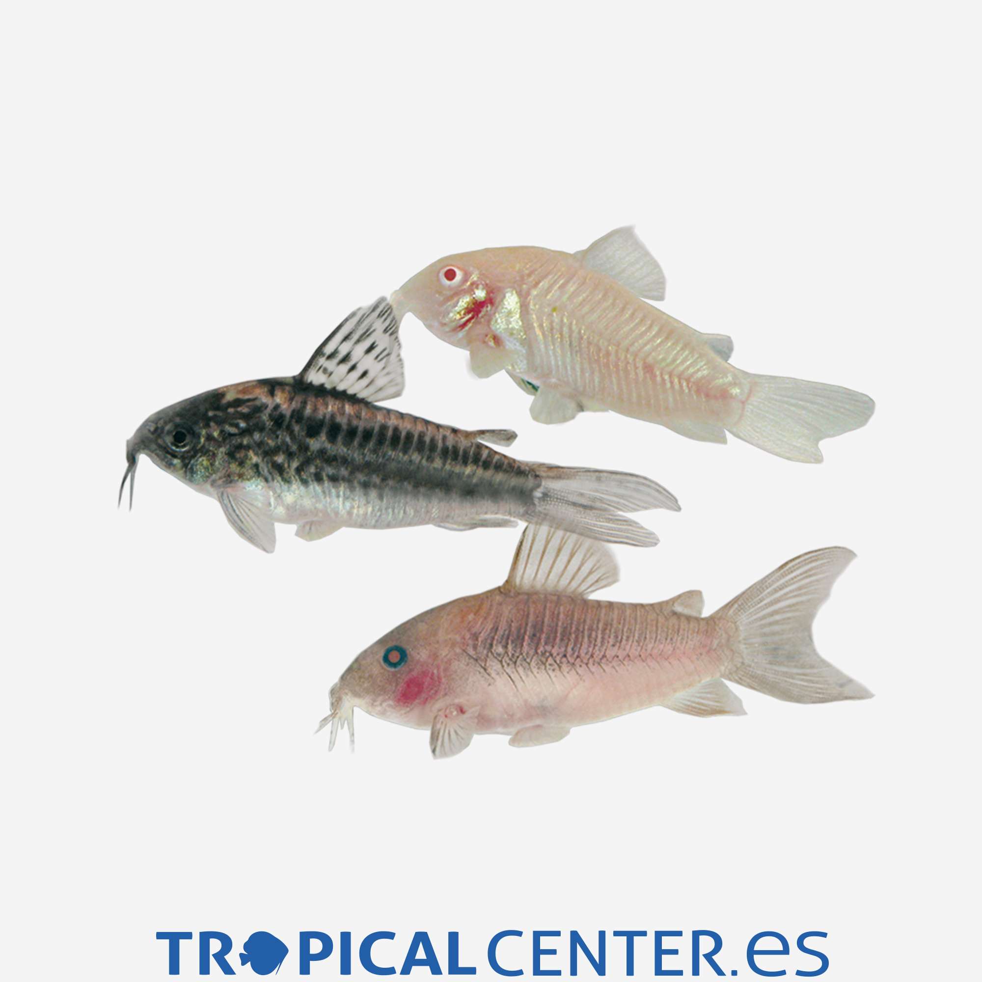 co30-2-coridora-surtida_general_3483.jpg co30-2-coridora-surtida_general_3483.jpg