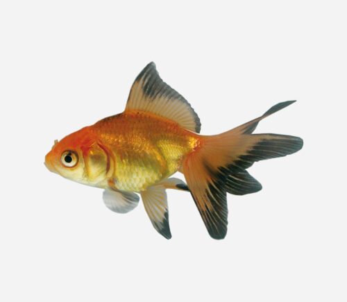 Fantail Rojo y negro