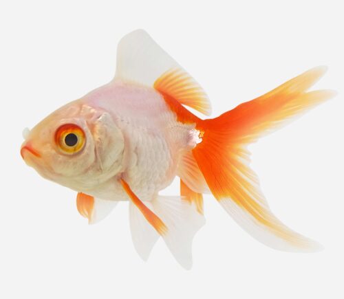 Ryukin Rojo y blanco