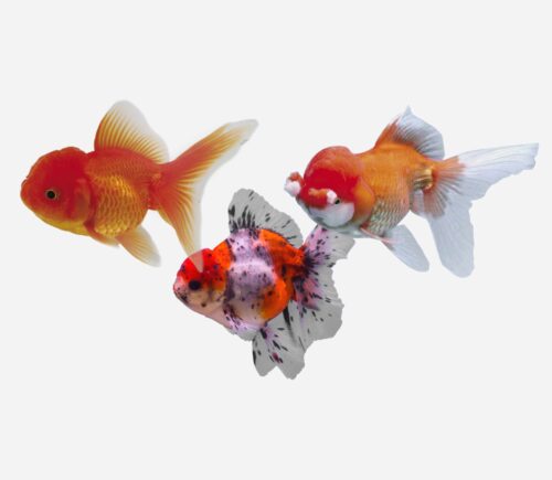 Oranda Surtido 💎HQF💎