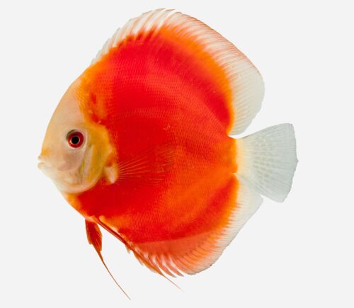 Disco Melón rojo 💎HQF💎