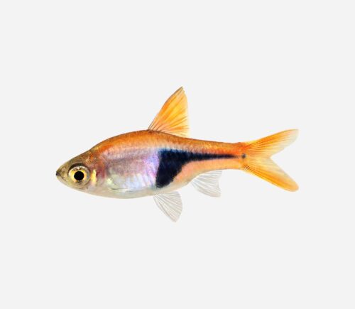 Arlequín 💎HQF💎