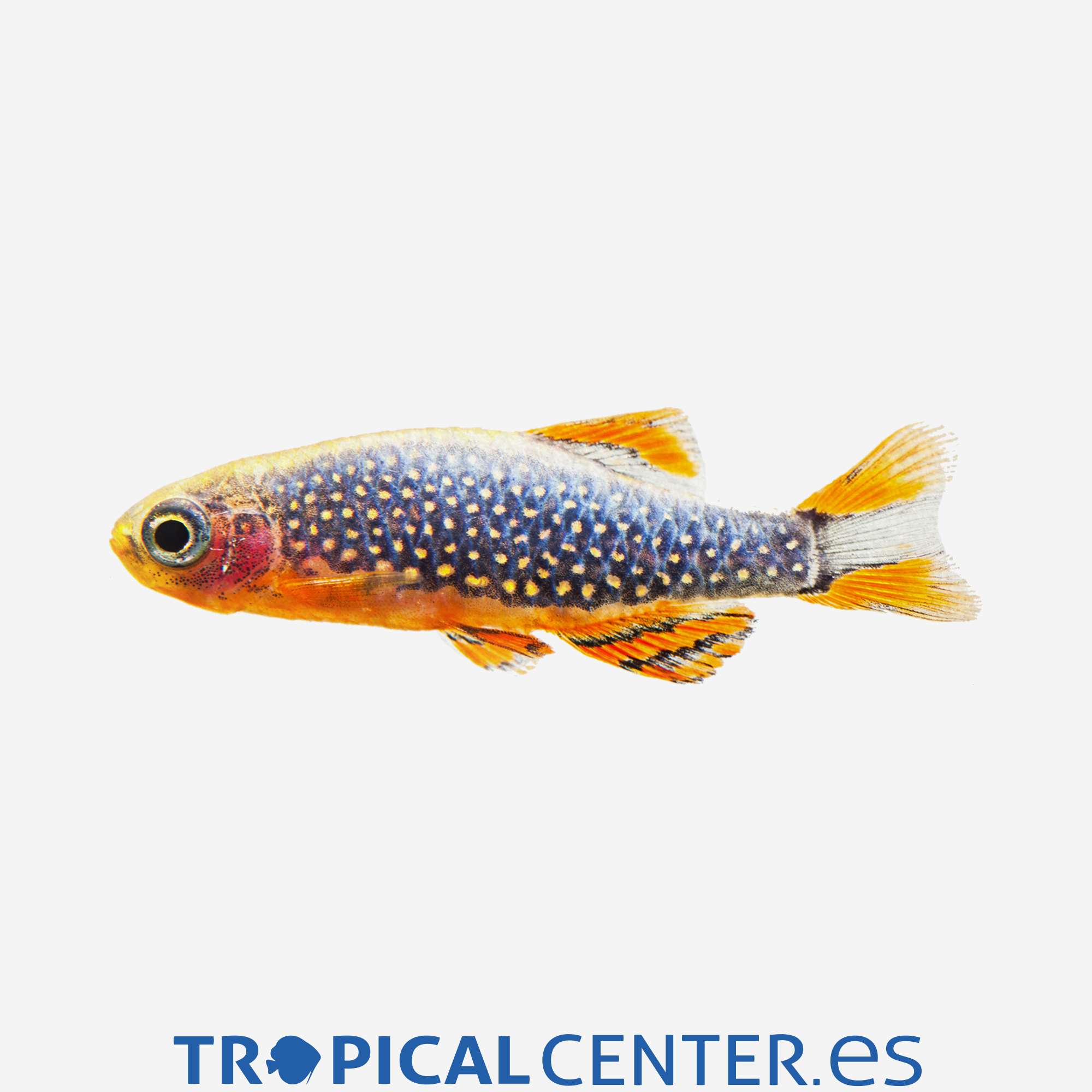 dr37-1-rasbora-galaxy_general_3598.jpg dr37-1-rasbora-galaxy_general_3598.jpg