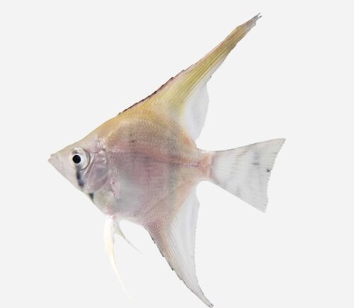 Escalar Manacapuru Super red