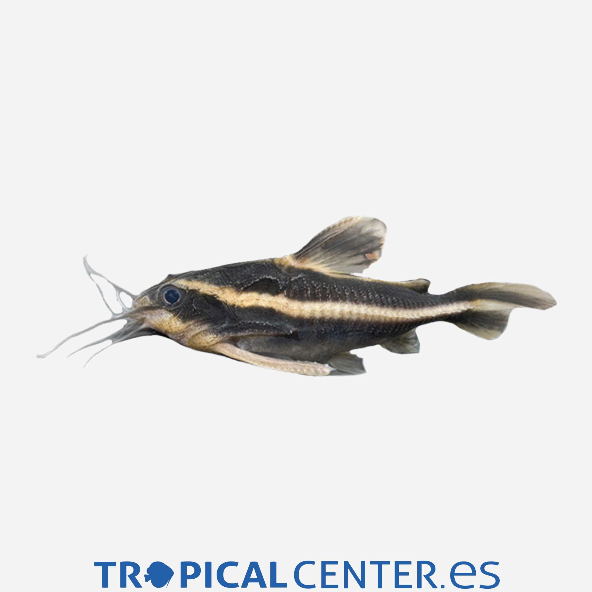 gc38-2-pez-gato-rafaelo_general_3630.jpg gc38-2-pez-gato-rafaelo_general_3630.jpg