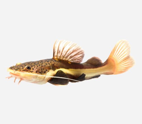 Pez gato de cola roja