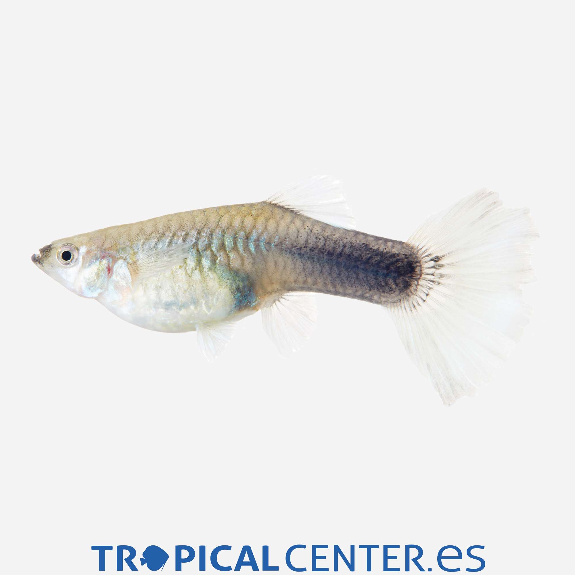 gu04-0-guppy-surtida-hembra_general_3640.jpg gu04-0-guppy-surtida-hembra_general_3640.jpg