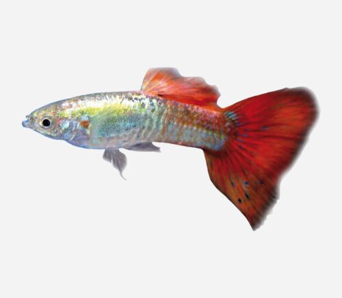 Guppy Piel de serpiente rojo 💎HQF💎 (macho)