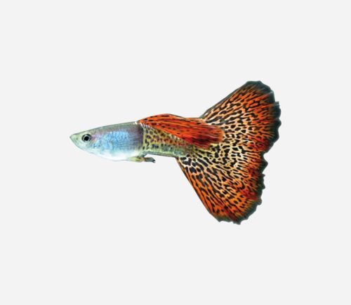 Guppy Cola leopardo 💎HQF💎 (macho)