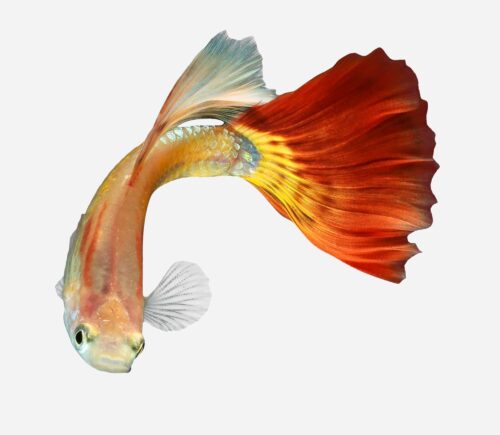 Guppy Llama 💎HQF💎 (macho)