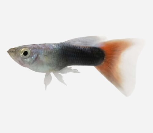 Guppy Neón rojo 💎HQF💎 (macho)