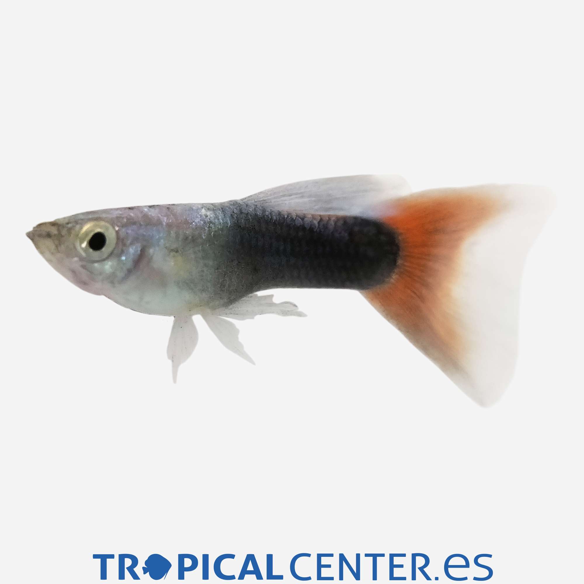 gu181-2-guppy-neon-rojo-hqf-macho_general_5396.jpg gu181-2-guppy-neon-rojo-hqf-macho_general_5396.jpg