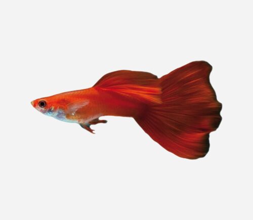 Guppy Rojo sangre 💎HQF💎 (macho)