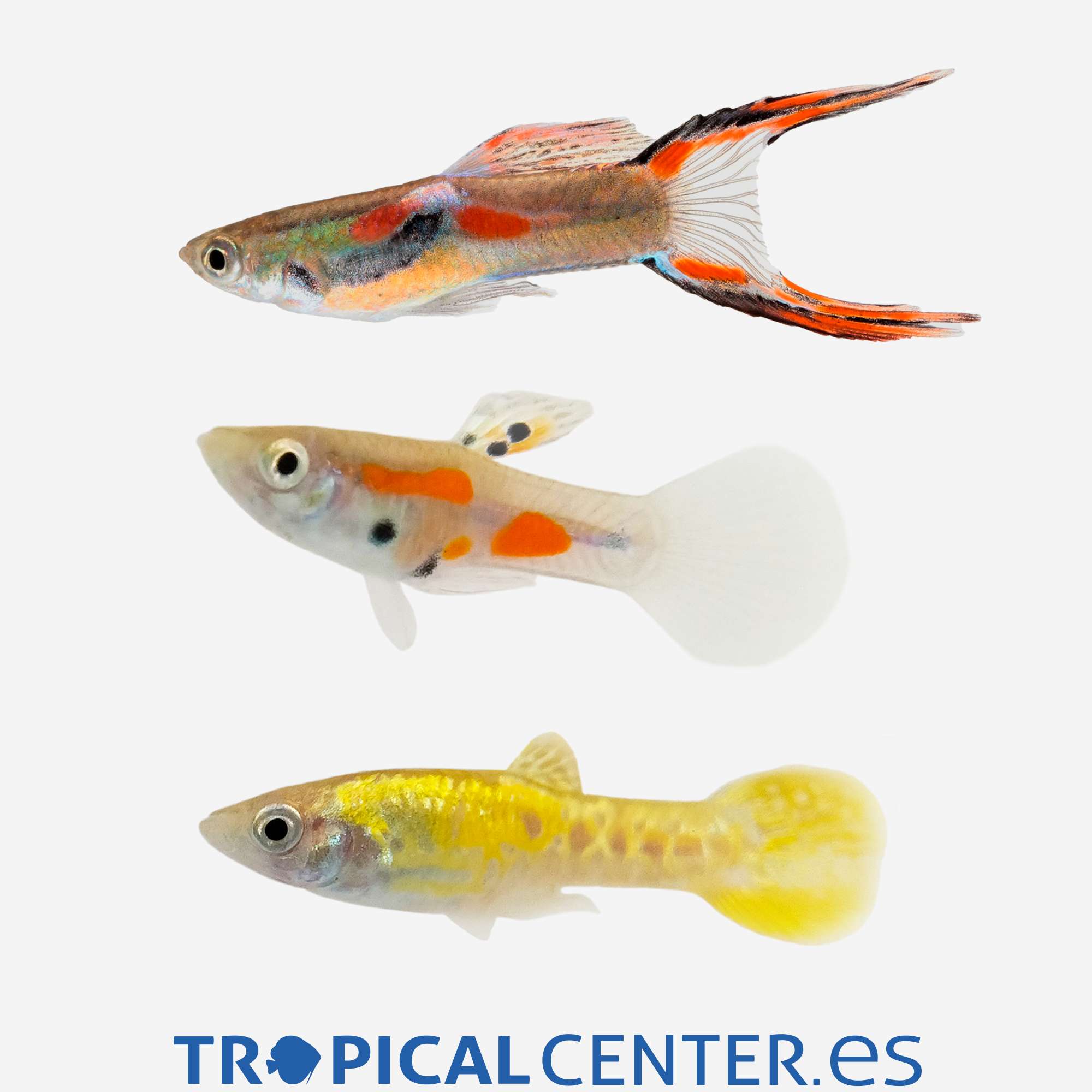 gu201-4-guppy-endler-surtido-hqf-macho_general_5527.jpg gu201-4-guppy-endler-surtido-hqf-macho_general_5527.jpg