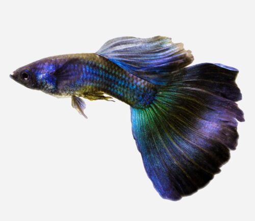 Guppy Azul Moscú 💎HQF💎 (macho)