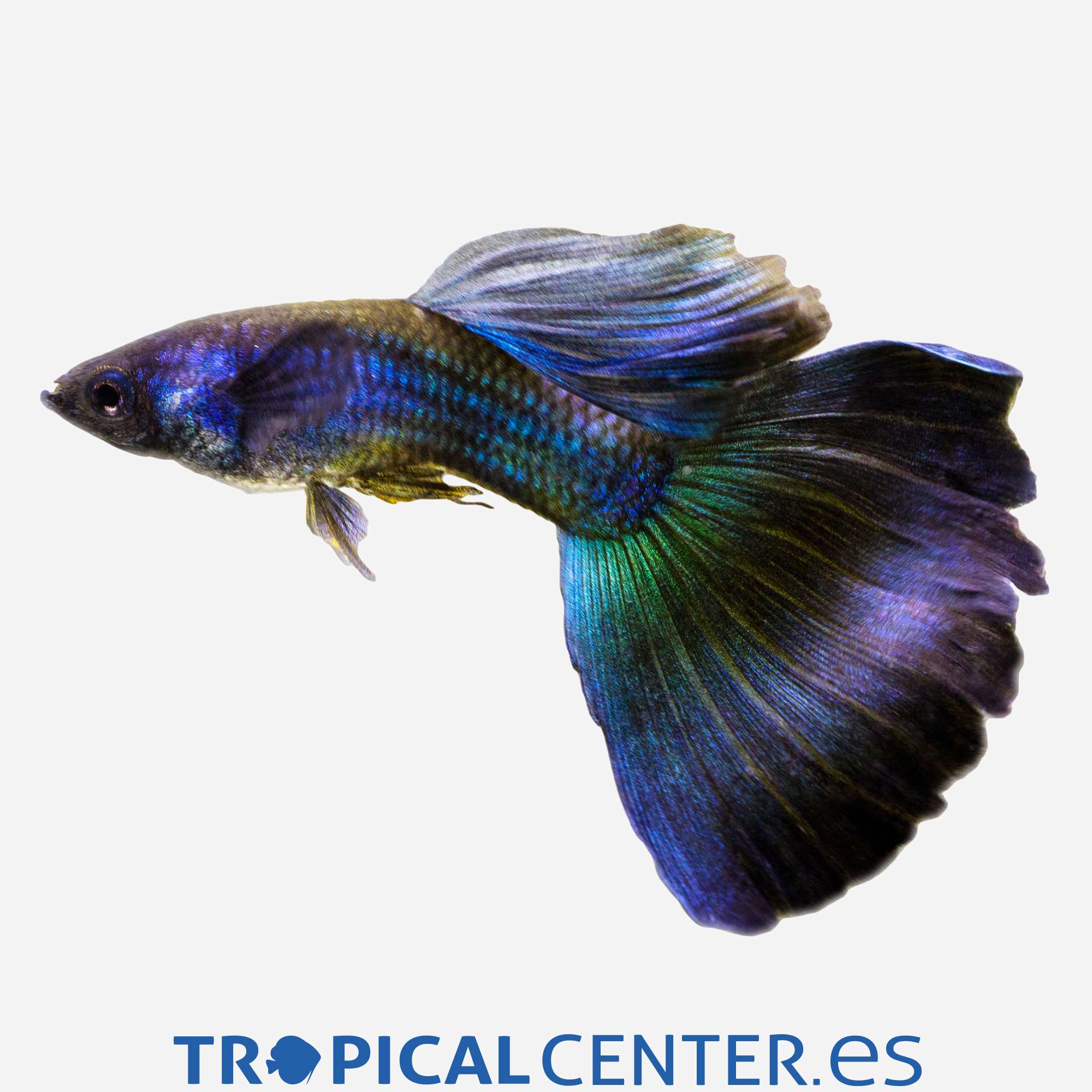 gu237-0-guppy-azul-moscu-hqf-macho_general_4359.jpg gu237-0-guppy-azul-moscu-hqf-macho_general_4359.jpg