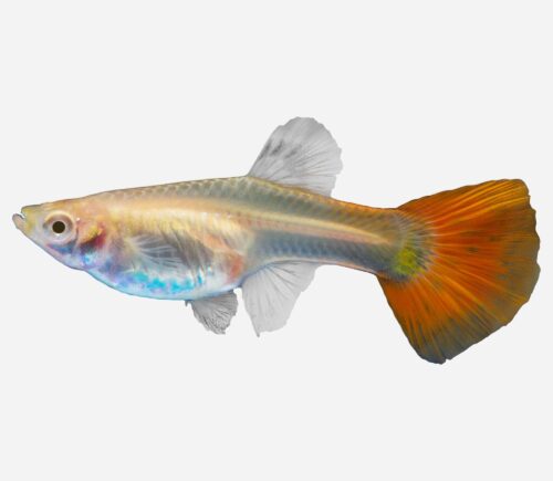Guppy Rojo (hembra)
