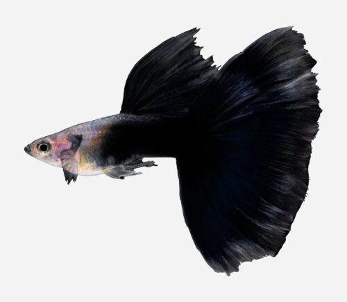 Guppy Semi negro 💎HQF💎 (macho)