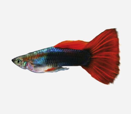 Guppy Tuxedo rojo 💎HQF💎 (macho)