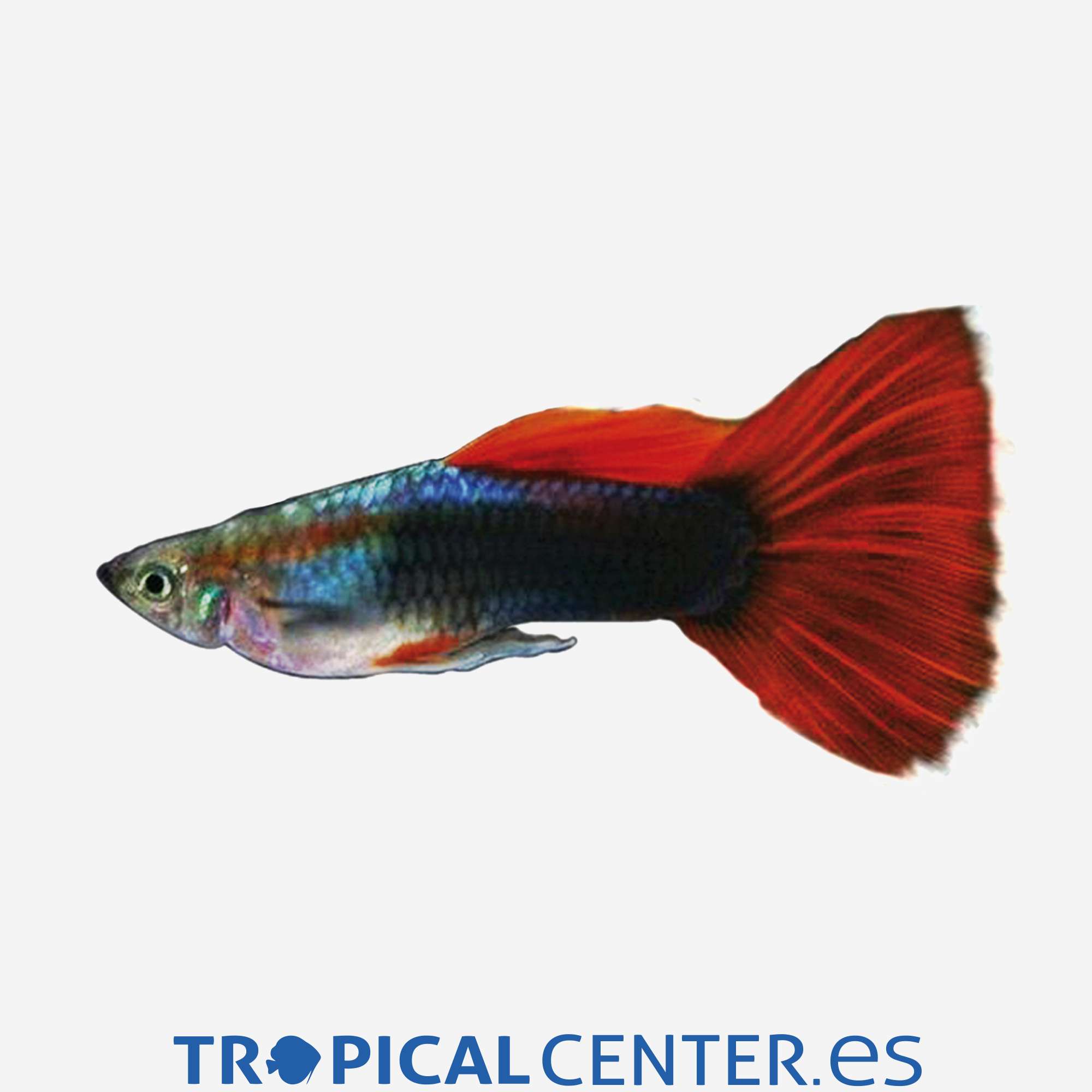 gu31-0-guppy-tuxedo-rojo-hqf-macho_general_3651.jpg gu31-0-guppy-tuxedo-rojo-hqf-macho_general_3651.jpg