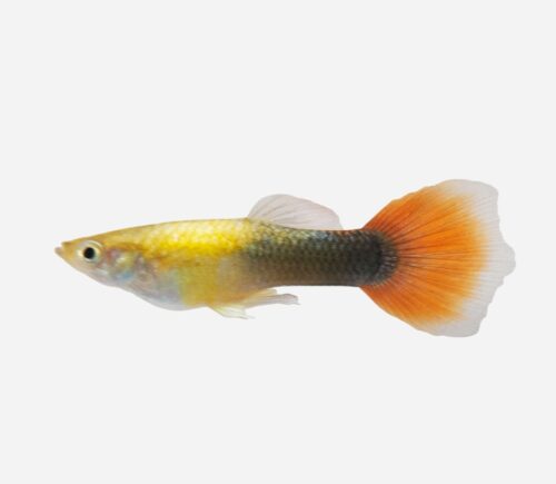 Guppy Rojo dorado tuxedo (macho)