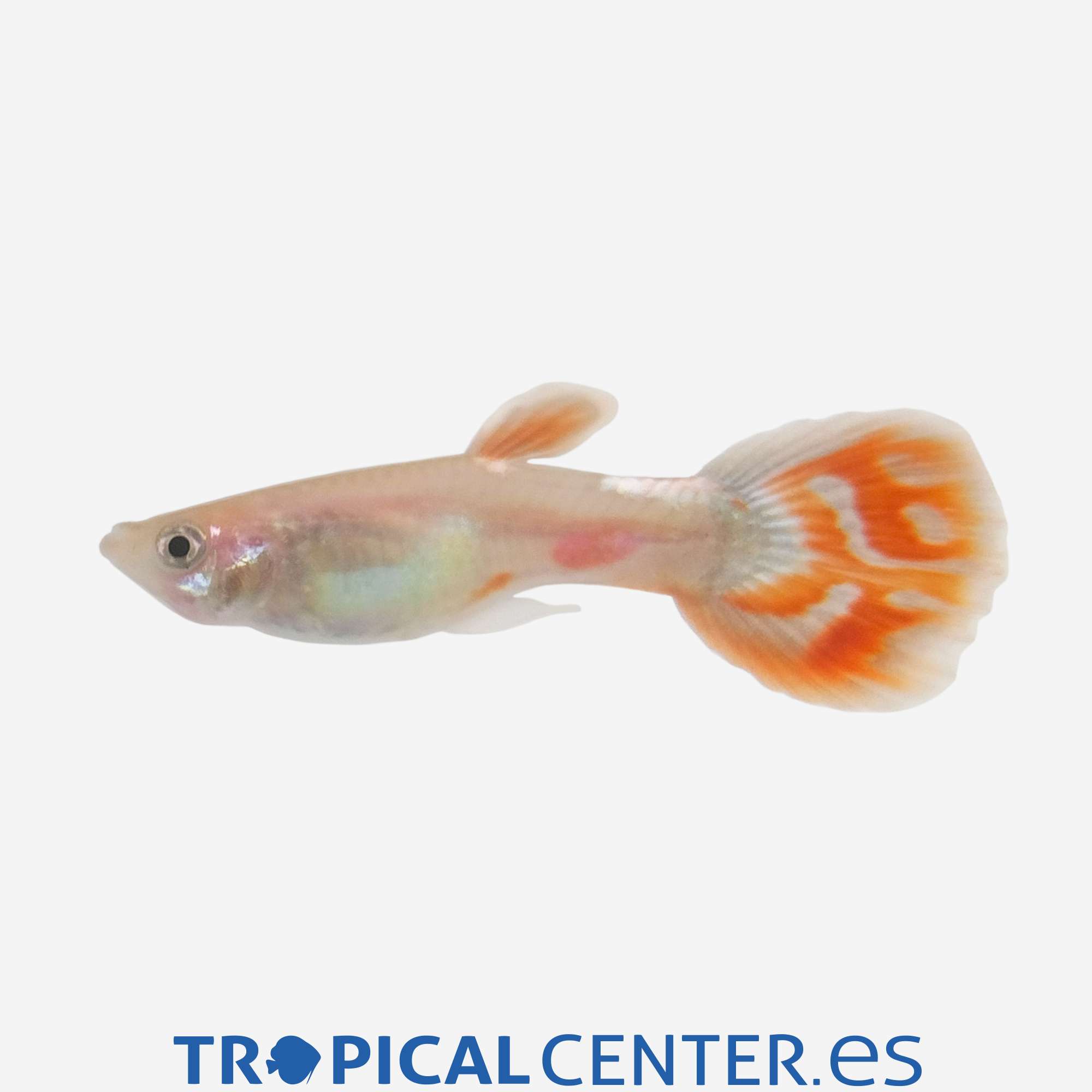 gu352-1-guppy-rojo-pina-macho_general_5598.jpg gu352-1-guppy-rojo-pina-macho_general_5598.jpg