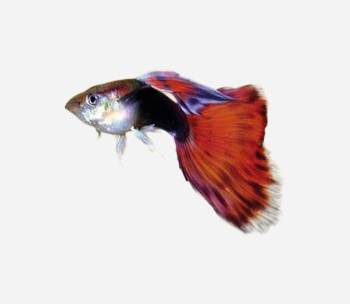 Guppy Rojo neón (macho)