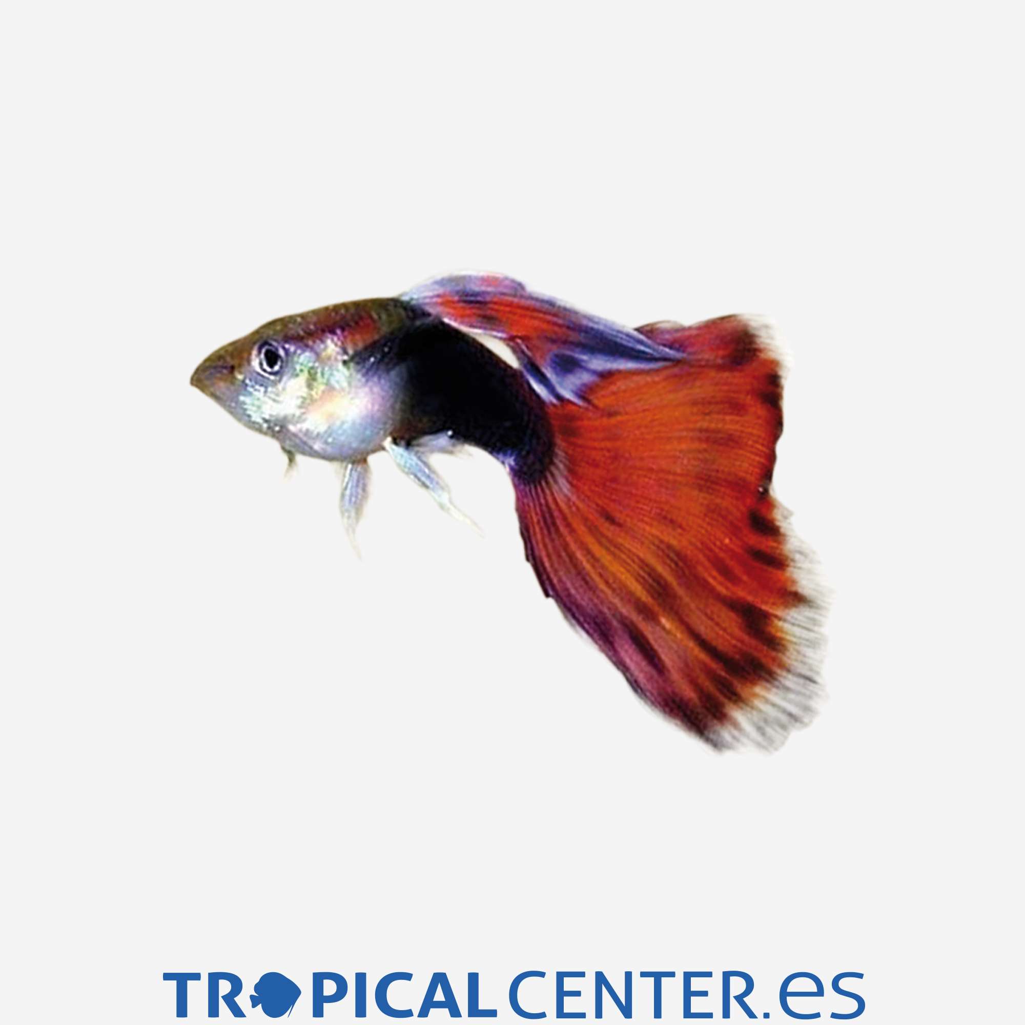 gu42-0-guppy-rojo-neon-macho_general_4996.jpg gu42-0-guppy-rojo-neon-macho_general_4996.jpg