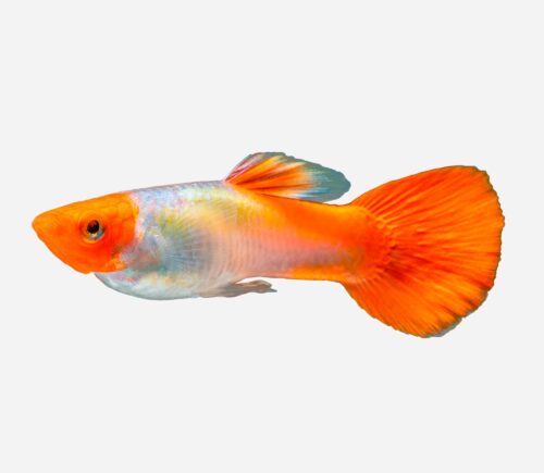 Guppy Boina roja 💎HQF💎 (macho)