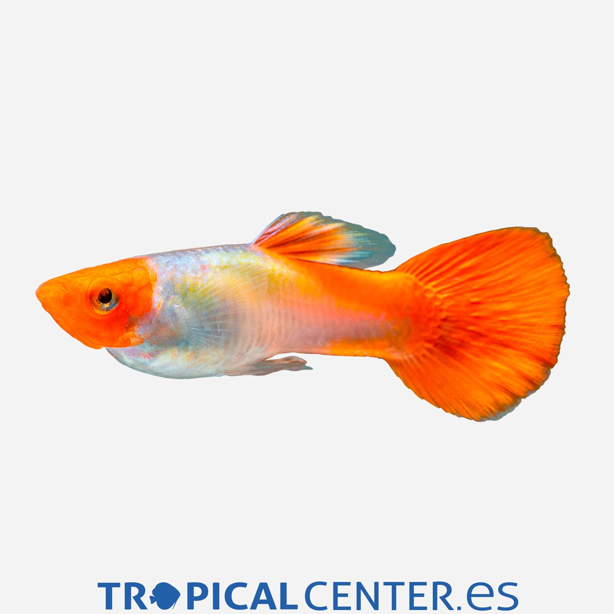 gu430-1-guppy-boina-roja-hqf-macho_general_5287.jpg gu430-1-guppy-boina-roja-hqf-macho_general_5287.jpg