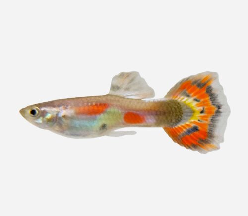 Guppy Tricolor (macho)