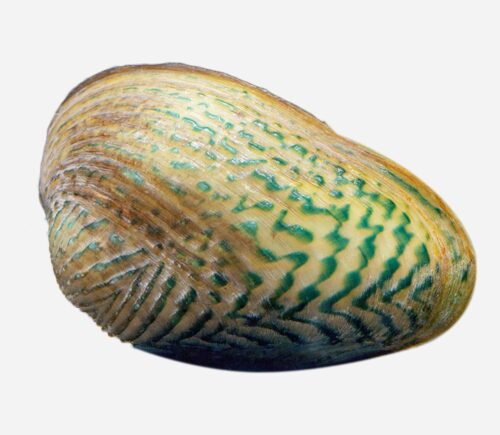 Almeja filtradora de rejilla