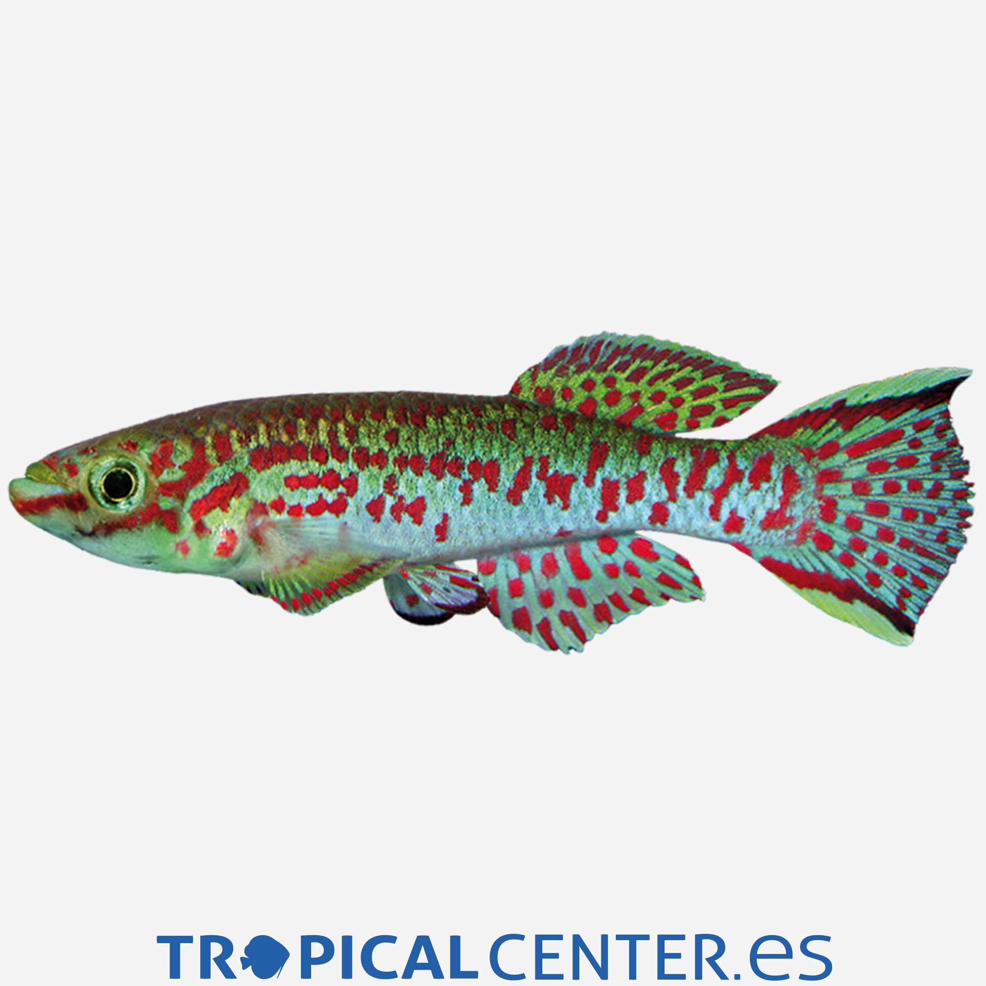 ki01-0-aphyosemion-gardneri_general_3692.jpg ki01-0-aphyosemion-gardneri_general_3692.jpg