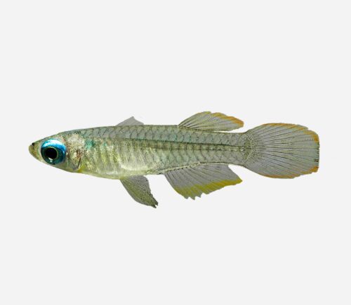 Pez linterna de ojo azul