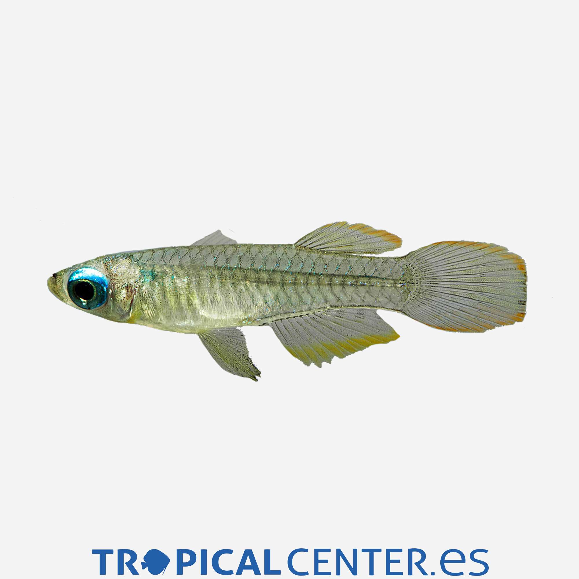 ki35-2-pez-linterna-de-ojo-azul_general_3696.jpg ki35-2-pez-linterna-de-ojo-azul_general_3696.jpg