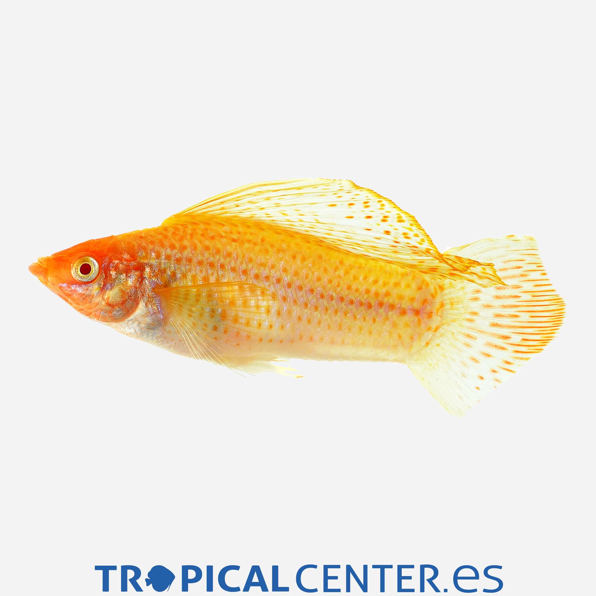 mo103-3-molly-velifera-rojo-sangre_general_4388.jpg mo103-3-molly-velifera-rojo-sangre_general_4388.jpg