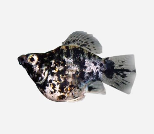 Molly Balón Mármol