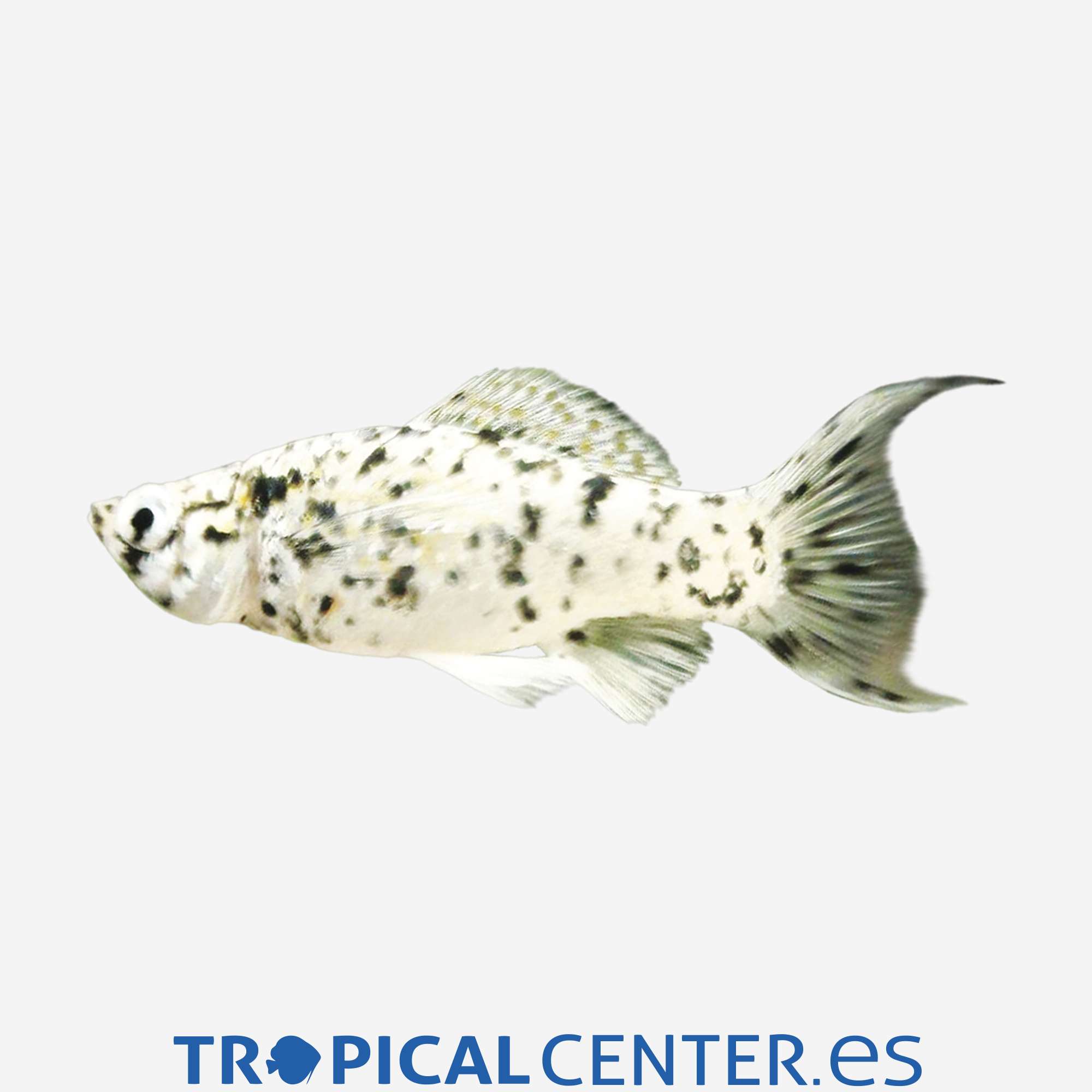 mo26-2-molly-lira-dalmata_general_3825.jpg mo26-2-molly-lira-dalmata_general_3825.jpg